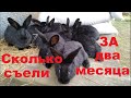 КРОЛИКИ проедают ваши деньги. Разведение КРОЛИКОВ на мясо