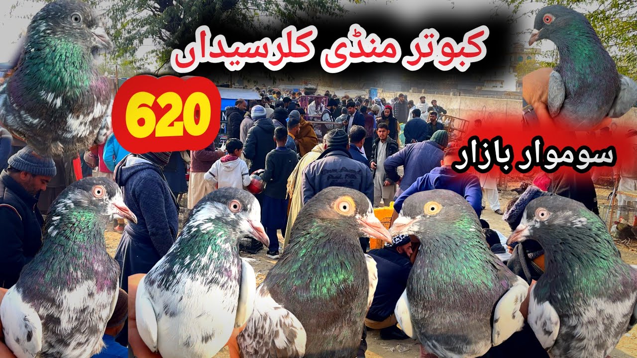 620 | Kallar Syedan Kabootar Mandi | Today 19/1/2026 | Latest Update High Flyer Pigeon Market Price