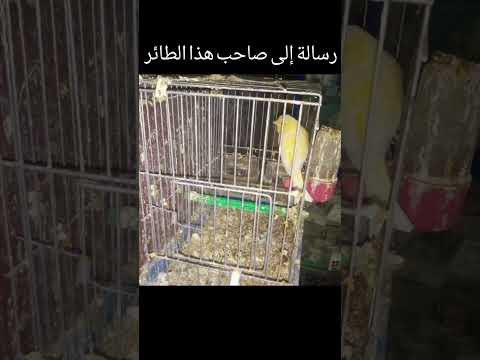 طلق الطير يطير إلى مقدرتيش عليه أخبار المغرب المغرب طيور طائر الكناري تزاوج البادجي كناري