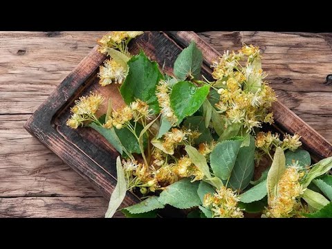 عشبة الزيزفون     فوائد عشبة الزيزفون