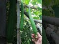 taroi k Bel Mey laga hua AKsath bohot sarea taroi #plant #gardening