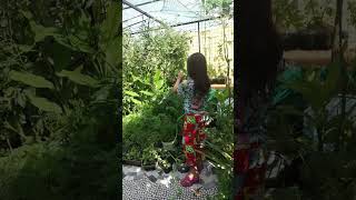 FULL OF LOVE ANG GARDEN #betashort #greenrooftop #viralvideo @erza Fernandez vlog