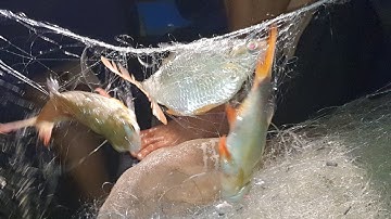 Cao thủ dân lưới cá dảnh dính chùm chùm gỡ đã tay () Hit dark fish swarms