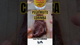 Isca Fatal pegadeira de Corimba #pescacombambu #barcopesqueiro #pescaria #peixesamazonicos