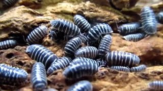 Zebra Pillbugs: A Quick Guide