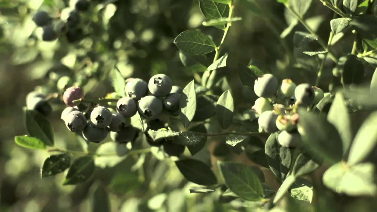 Narinder lalli woolgoolga blueberry farm 2 YouTube