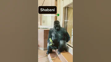 Gorilla Shabani S Mugging Time Higashiyamazoo Gorilla Silverback Shabani 