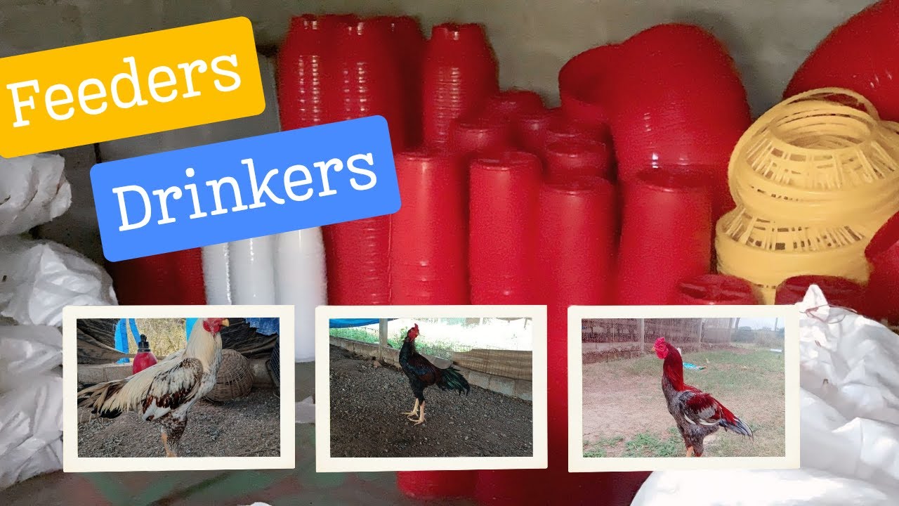 Low-Cost Poultry Equipment - How To Raise Chickens On A Budget