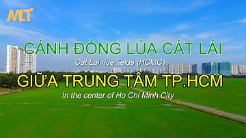 Cơm Nguội: Tập 1 Cánh Đồng Lúa Đẹp Mê Hồn Tại Cát Lái (TP.HCM) || Góc Nhìn Flycam