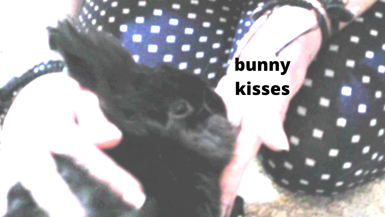 bunny kisses / affectionate rabbit gives kisses YouTube