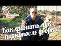 Как хранить лук порей после уборки? #urozhainye_gryadki