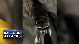 CAUGHT ON VIDEO: Officials issue warning after 2 potentially rabid raccoon attacks near Princeton