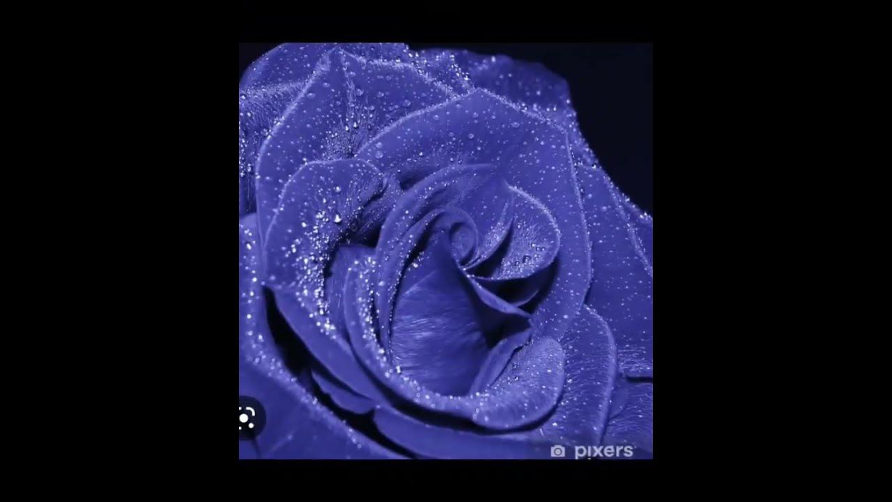 Blumen. 🌷🌹sind teuer aber schön - YouTube