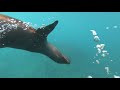 Floreana morning snorkel - Galapagos Island