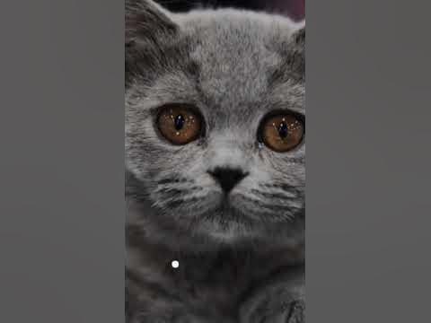 Эль Гато ЛЕГЕНДА 🐈‍⬛😭 - YouTube