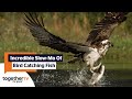 Incredible Moment Osprey Bird Catches Fish In Water | Highlands With Ewan McGregor