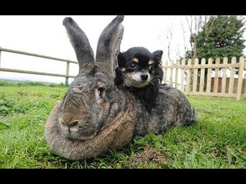 Video: Francuske ovce zečevi: recenzije, uzgoj, njega, karakteristike pasmine, pravila hranjenja i opis sa fotografijom