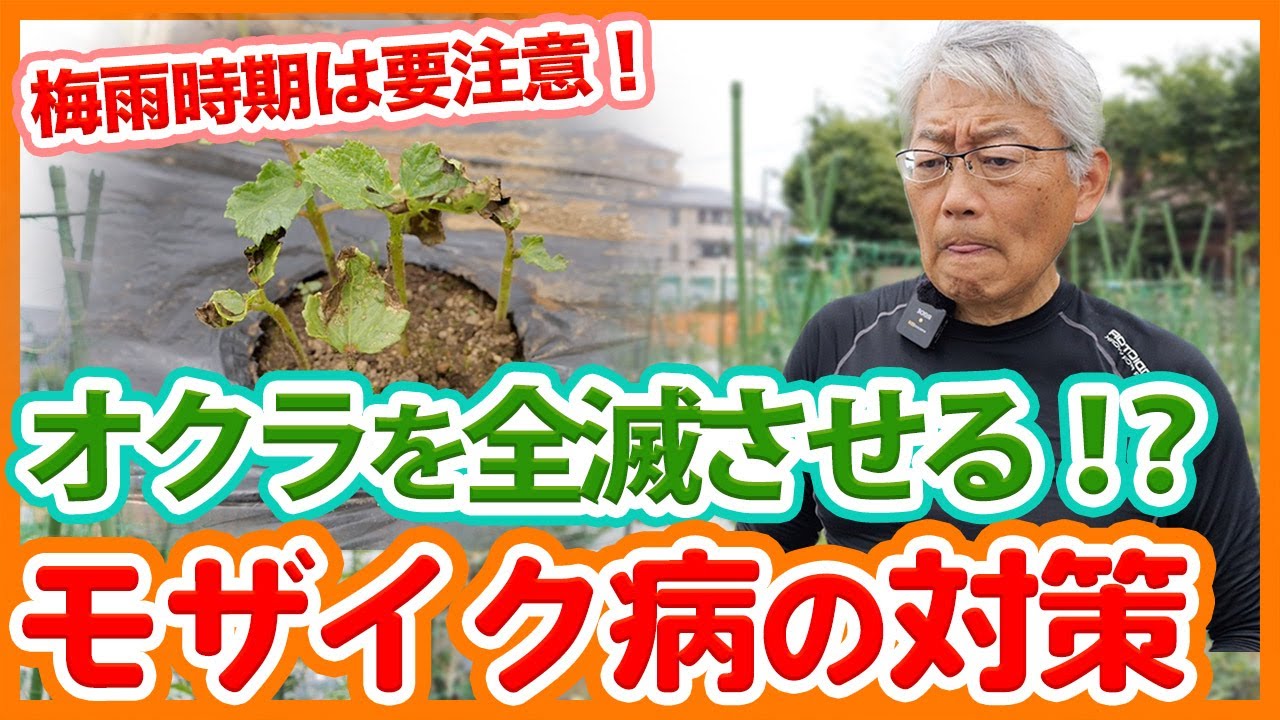 Have your okra plants been wiped out in your home garden or on a