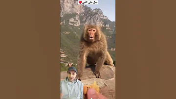 أغرب ضحكة من القرد لما خطف الأكل من الراجل في الجبل Shorts Monkey Funnyvideo 