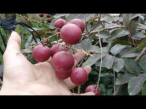 longan red fruit tree ruby