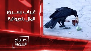 غراب يسرق بوضح النهار في #الديوانية | صباح الشرقية