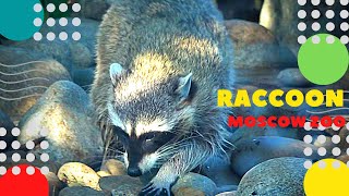 Енот-полоскун Московский зоопарк Raccoon Moscow Zoo जानवरों ラクーン 狸 너구리 الراكون Waschbär ziminvideo