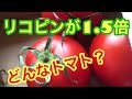 栄養価の高いトマト リコピン豊富なトマトの正体は？！試食評価レビュー