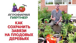 КАК СОХРАНИТЬ ЗАВЯЗИ НА ПЛОДОВЫХ ДЕРЕВЬЯХ