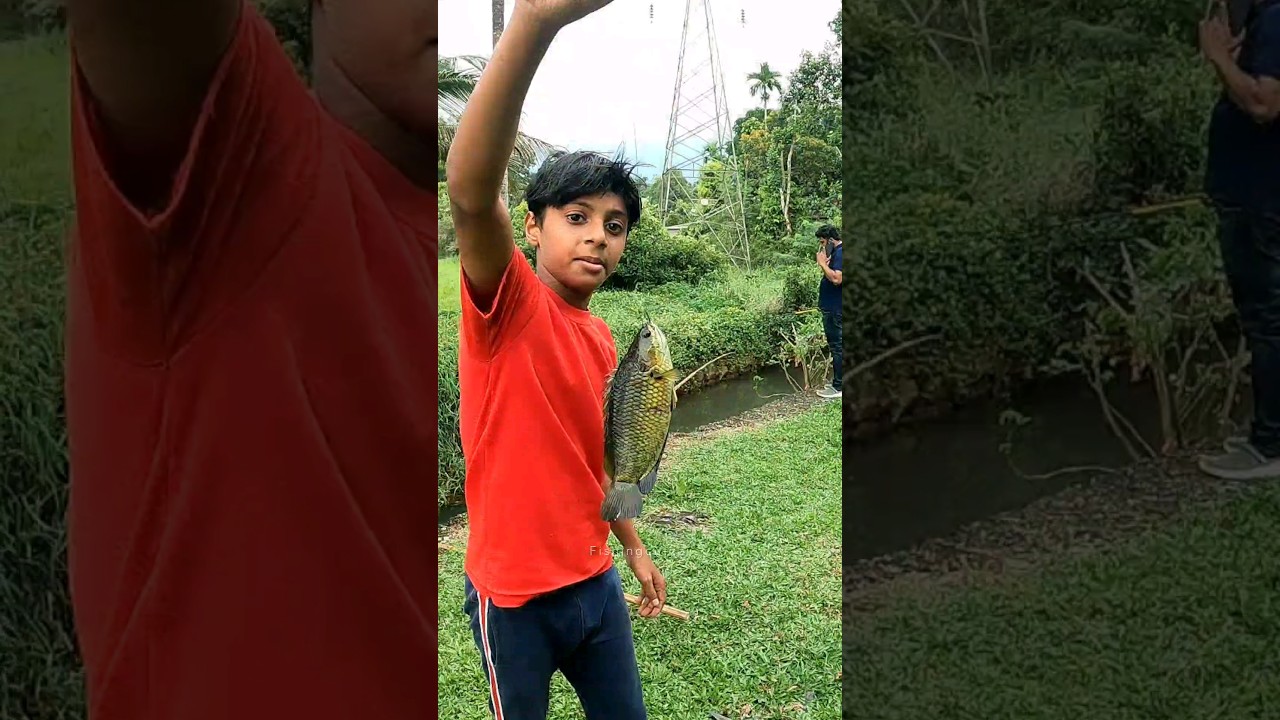 കുട്ടികൾക്ക് വരെ ഇതിനെ പിടിക്കാൻ വളരെ എളുപ്പം.. | Fishing Videos | Traditional Fishing | Anabas Fish