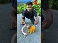 New Rc Snake 🐍 Vs Remote control Lion Unboxing ! Animal Video