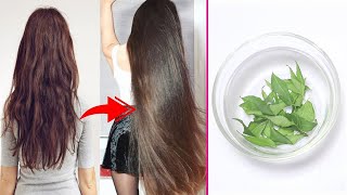 How To Grow Long and Thicken Hair Faster With Aloe vera Gel !! Super Fast Hair Growth Challenge