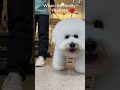 The moment he realises I was there the hole time❤️😂🐶....