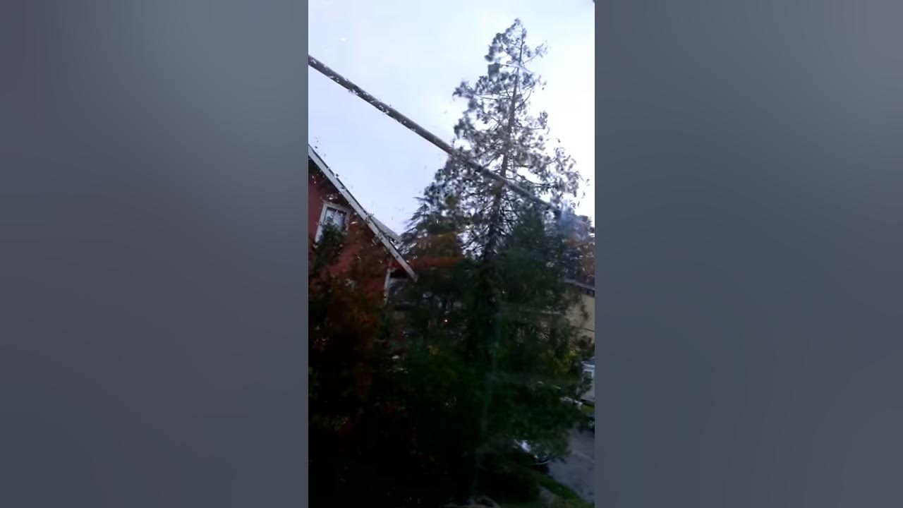 Oregon Storm causes tree to bend dramatically ! YouTube