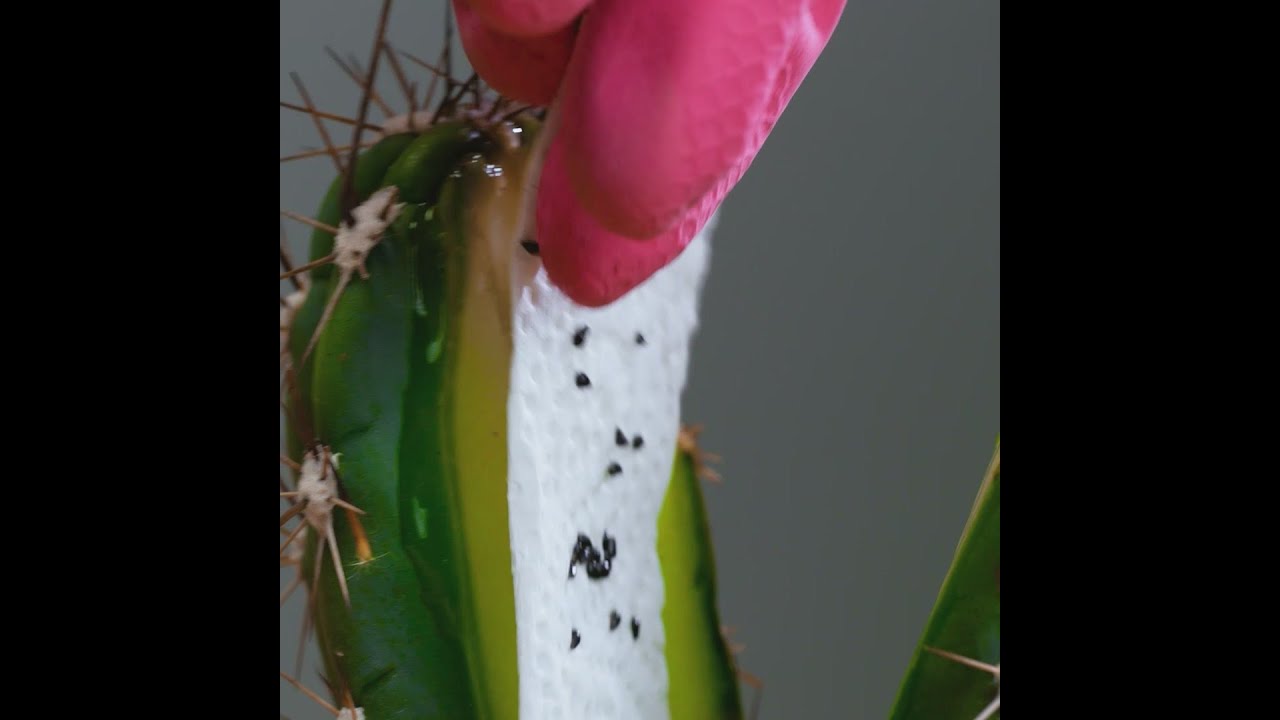 123—Watch This Indoor Plant Thrive!