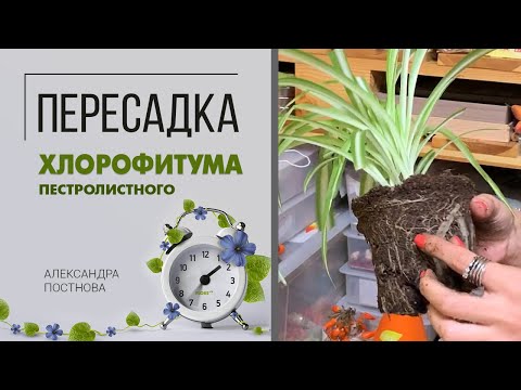 Как пересадить хлорофитум в домашних условиях