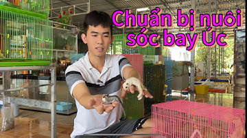 Nuôi sóc bay Úc cần chuẩn bị gì ?