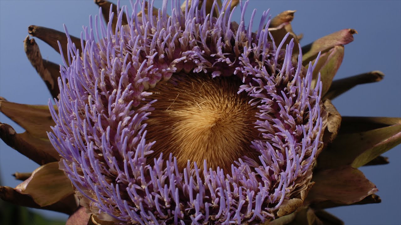 Globe Artichoke flower opening time lapse. Cynara cardunculus. Cardoon