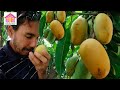 Tumbando mangos y aguacatesla vida del campo rd