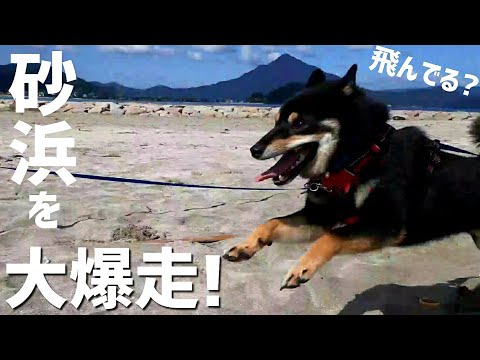 永遠に走り続ける柴犬!ありえない大爆走!柴犬と海キャンプ【黒柴犬】【豆柴】