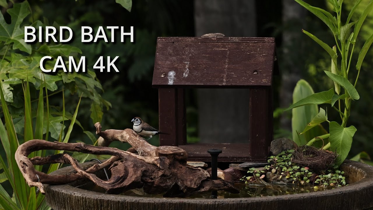 Relaxing Bird Bath Water Feeder Compilation Videos | Australian Birds Ambience | Full 4K Video