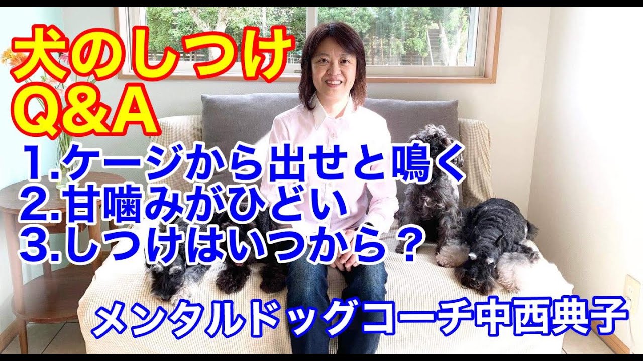 犬 しつけ 要求吠え 甘噛み しつけはいつからすればいい Youtube