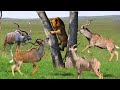Lion Uses Super Strength To Attack Kudu | Wild Dogs And Lion Attacked Kudu