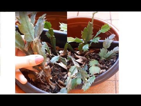 Vídeo: Podridão Da Raiz De Plantas De Interior Como Resultado De Rega Inadequada