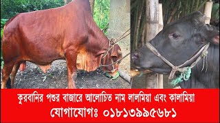 মিরসরাইয়ের কুরবানির পশুর বাজারে আলোচিত নাম লালমিয়া এবং কালামিয়া। যোগাযোগঃ ০১৮১৩৯৯৫৬৮১ | Cplus