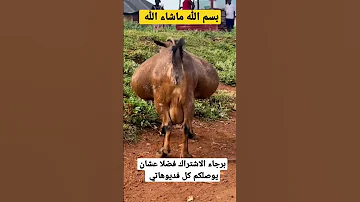 عيني عليك بارده 