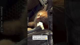 🥰Чотирилапий побратим відпочиває від бойового чергування #shorts