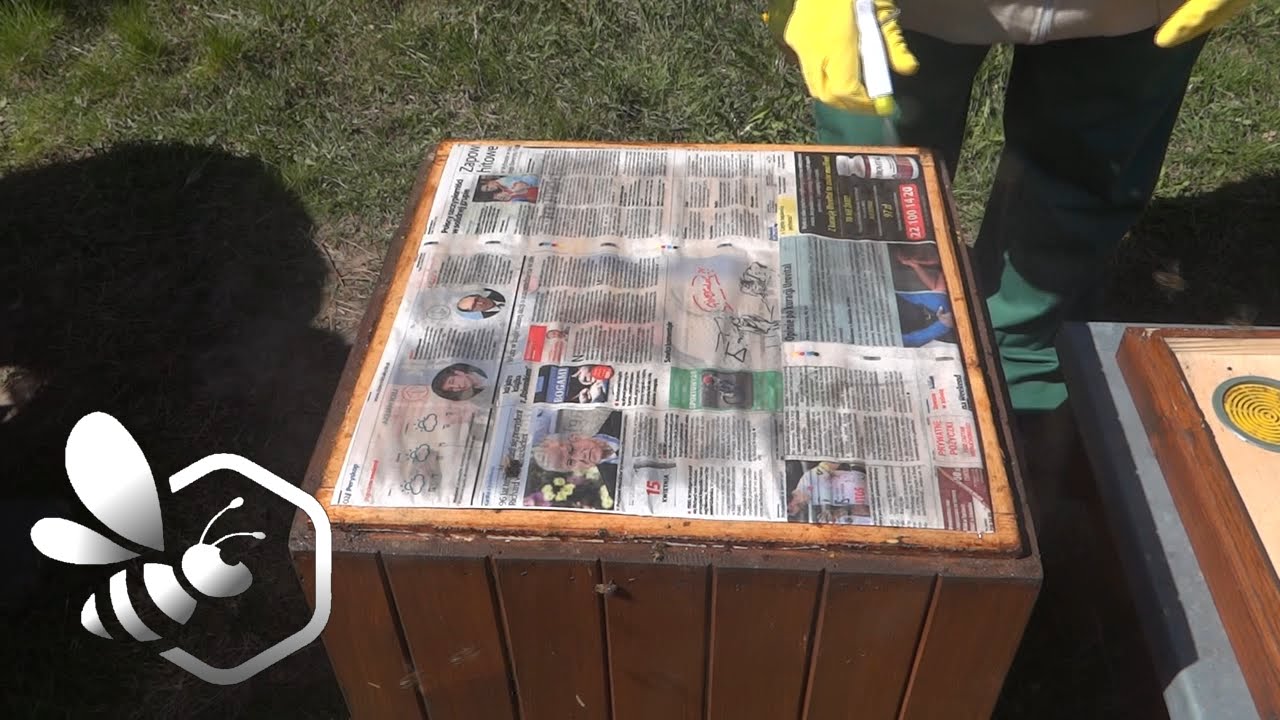 Pasieka Początkującego Pszczelarza - #45 Łączenie uli na gazetę :) Maj 2016