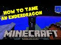 TAMING THE ENDERDRAGON IN MINECRAFT (no mods)