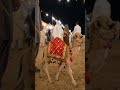 Festival Camel That Stole The Show #animals #viral #shorts
