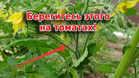 Берегитесь этого: черная мошка на томатах